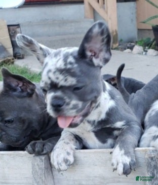 French Bulldog dogs Violet - Ad 25