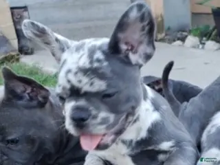 French Bulldog dogs Violet - Ad 25