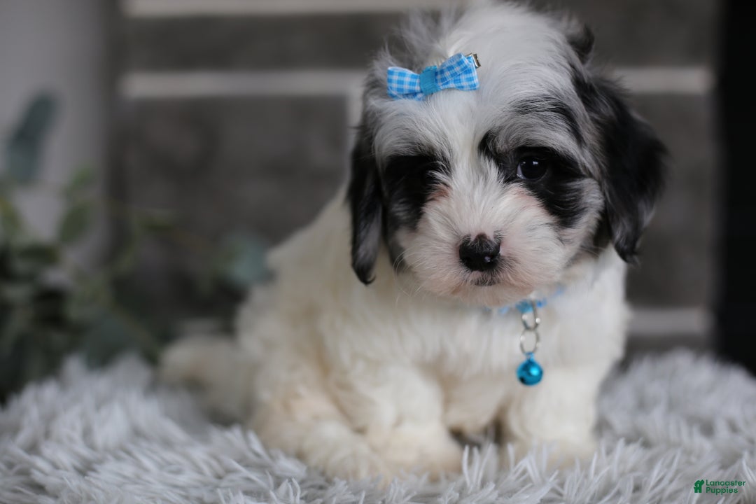 Maltipoo dogs for sale: Sapphire - Ad 12