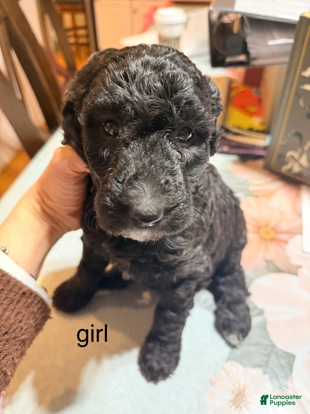 Standard Poodle dogs for sale: Standard Poodle Puppy 4 - Ad 2
