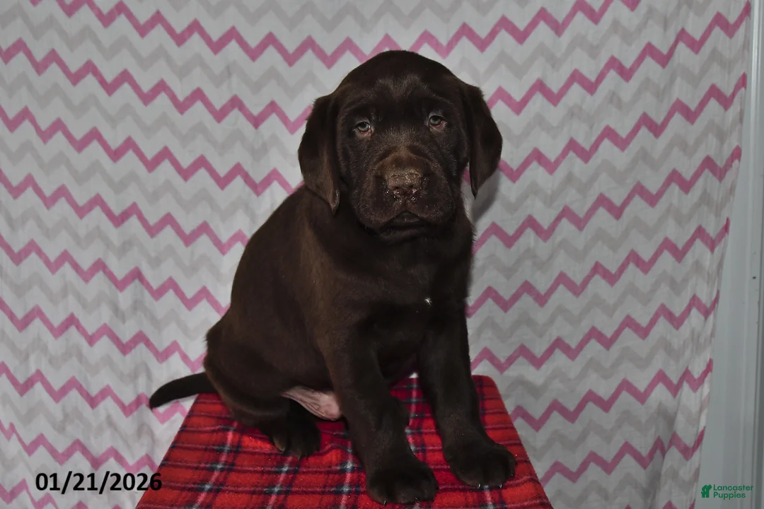 Labrador Retriever dogs for sale: Jesse - Ad 3