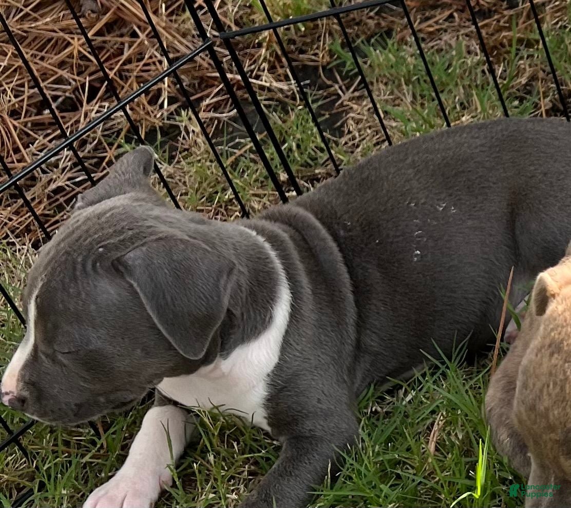 Mixed Breed dogs Mixed Breed 1 - Ad 2