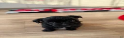 Shorkie dogs for sale: Shorkie 2 - Ad 2