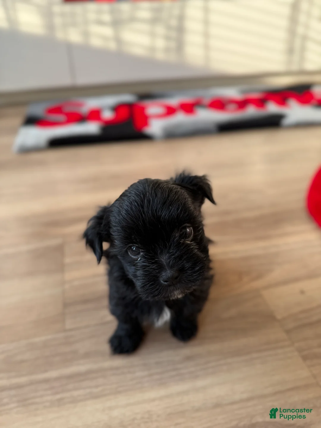 Shorkie dogs for sale: Shorkie 2 - Ad 2