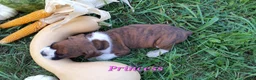 Boxer dogs for sale: Princess AKC - Ad 3