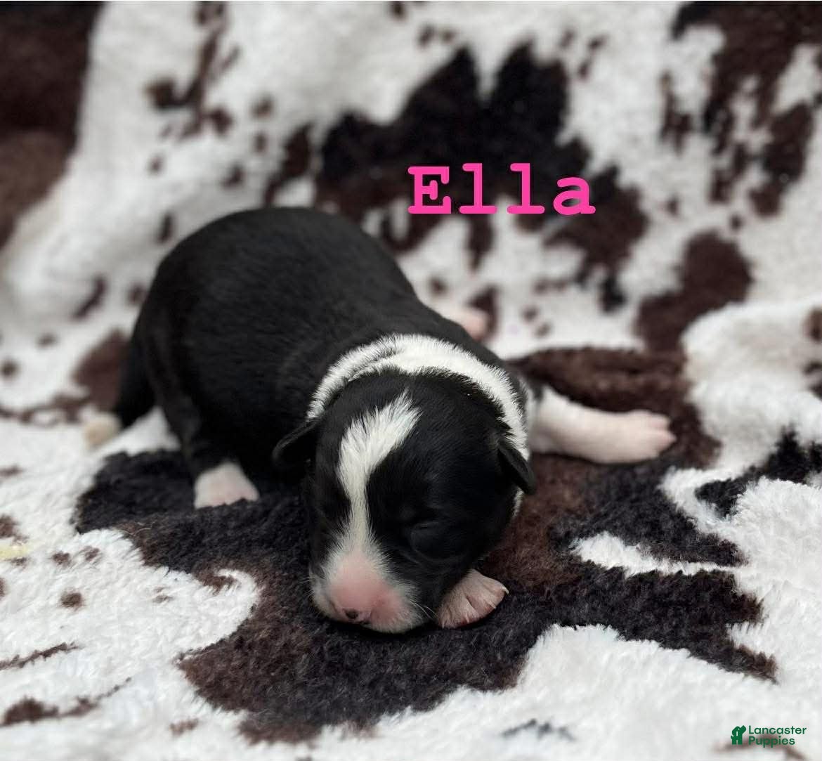 Welsh Corgi Cardigan dogs Ella - Ad 1