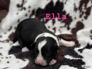 Welsh Corgi Cardigan dogs Ella - Ad 1