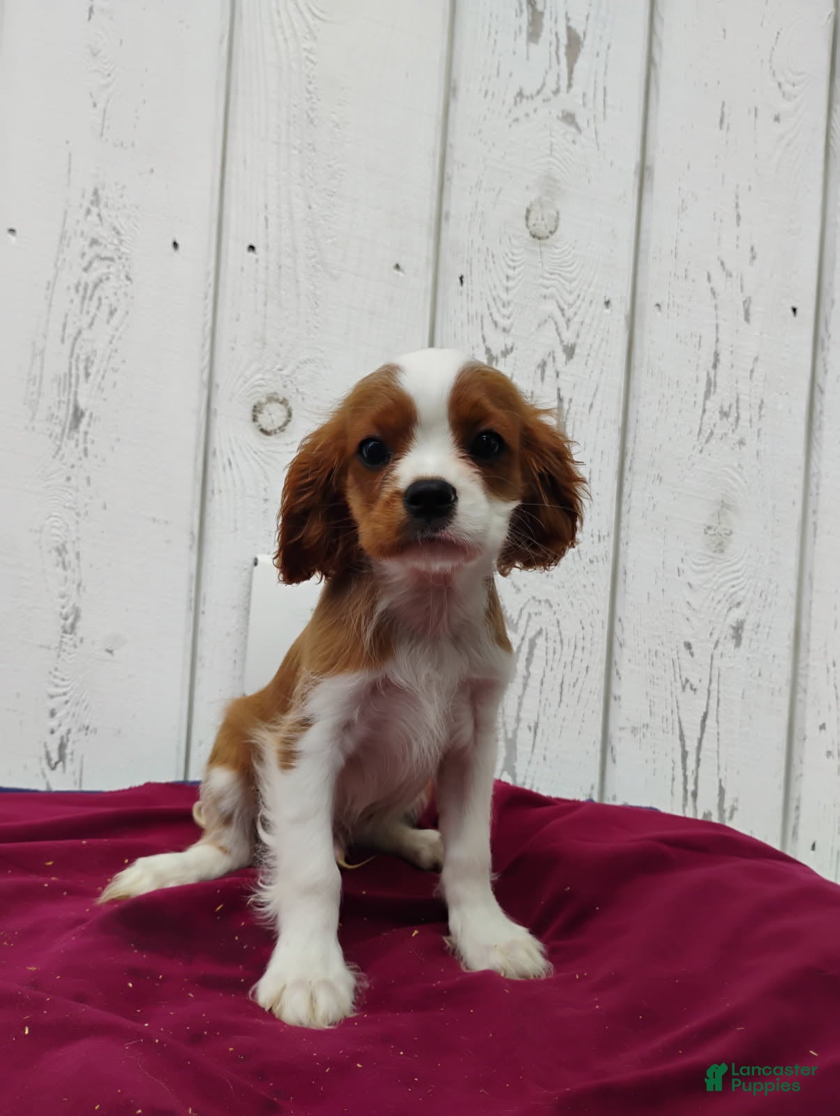 Cavalier King Charles Spaniel dogs Duke - Ad 1