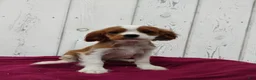 Cavalier King Charles Spaniel dogs for sale: Duke - Ad 1