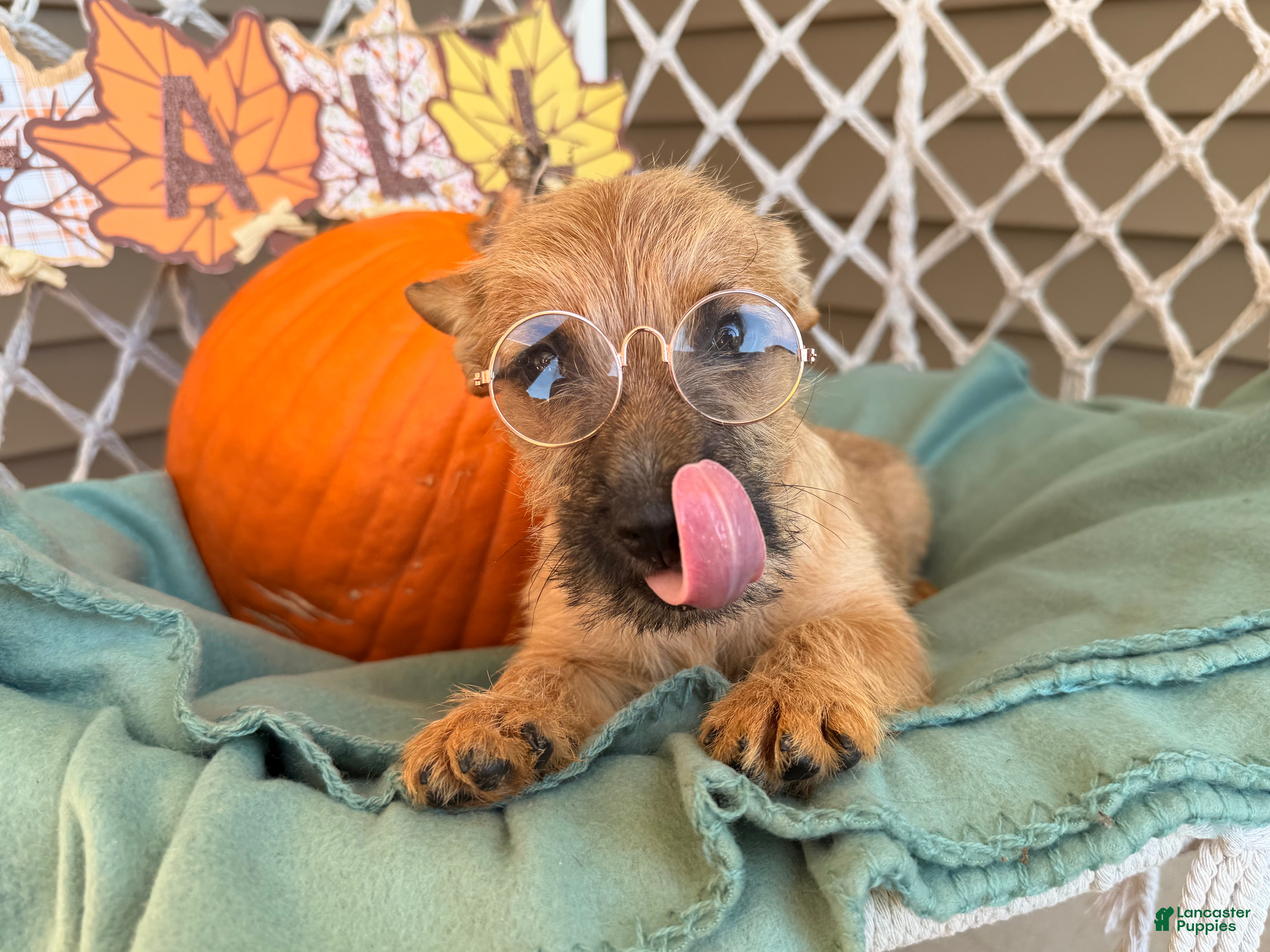 Cairn Terrier dogs for sale: Itsybitsy  - Ad 2