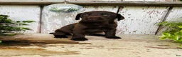 Labrador Retriever dogs for sale: Farah  - Ad 5