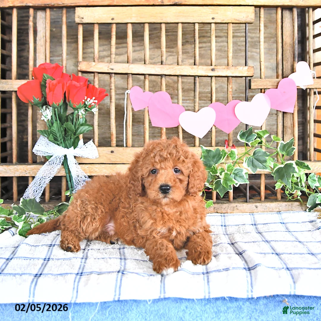 Mini Goldendoodle dogs for sale: Marshal - Ad 1
