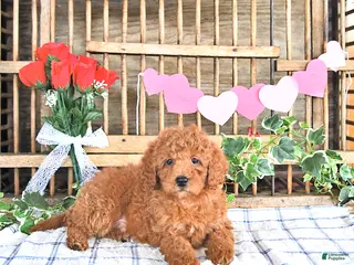 Mini Goldendoodle dogs Marshal - Ad 26
