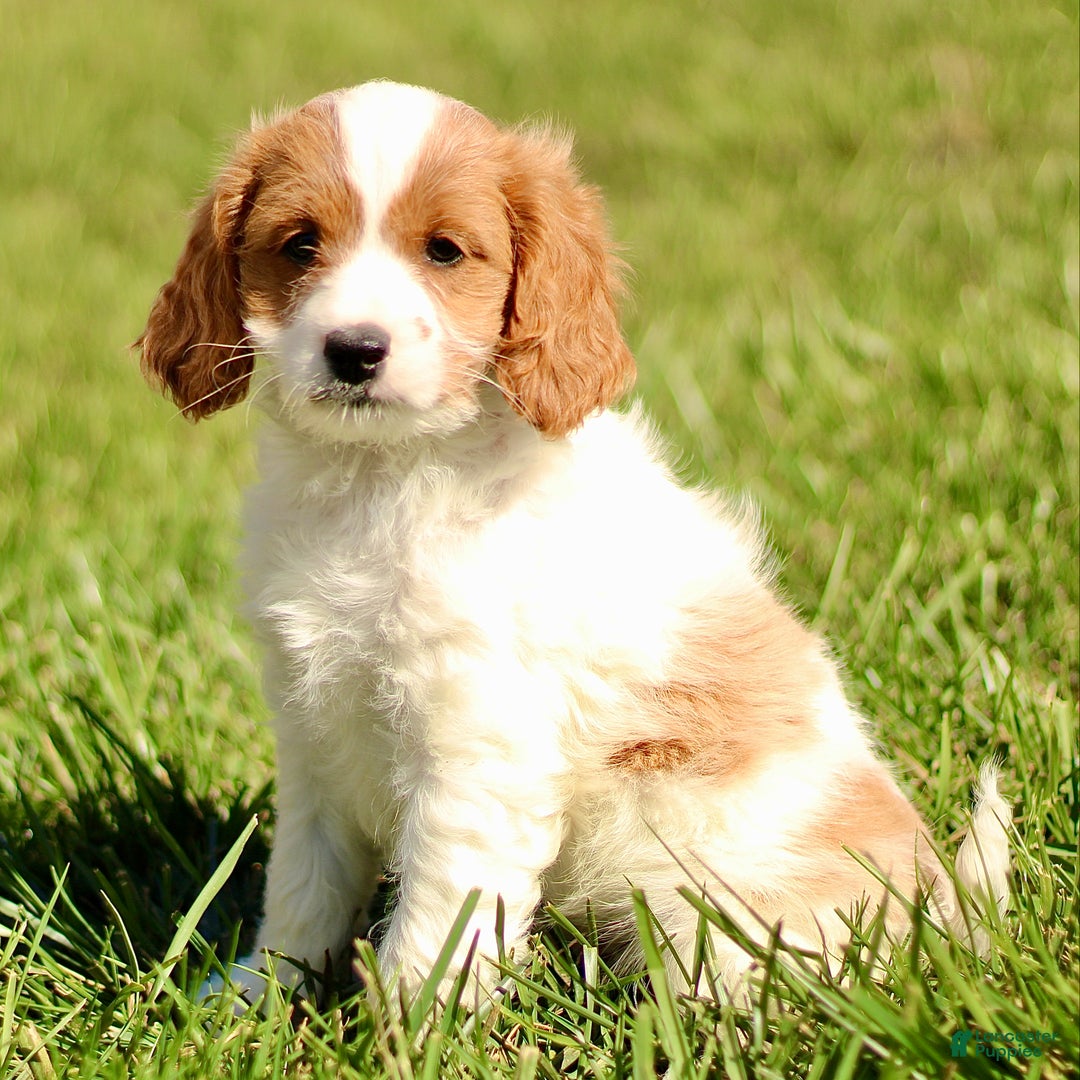 Cavapoo dogs for sale: Korey  - Ad 2