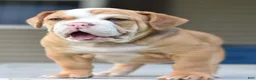 Mixed Breed dogs for sale: Hercules Bulldog hybrid  - Ad 59