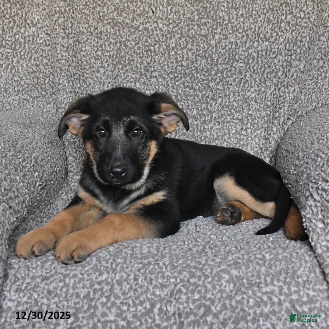 German Shepherd dogs for sale: Shelby - Ad 4