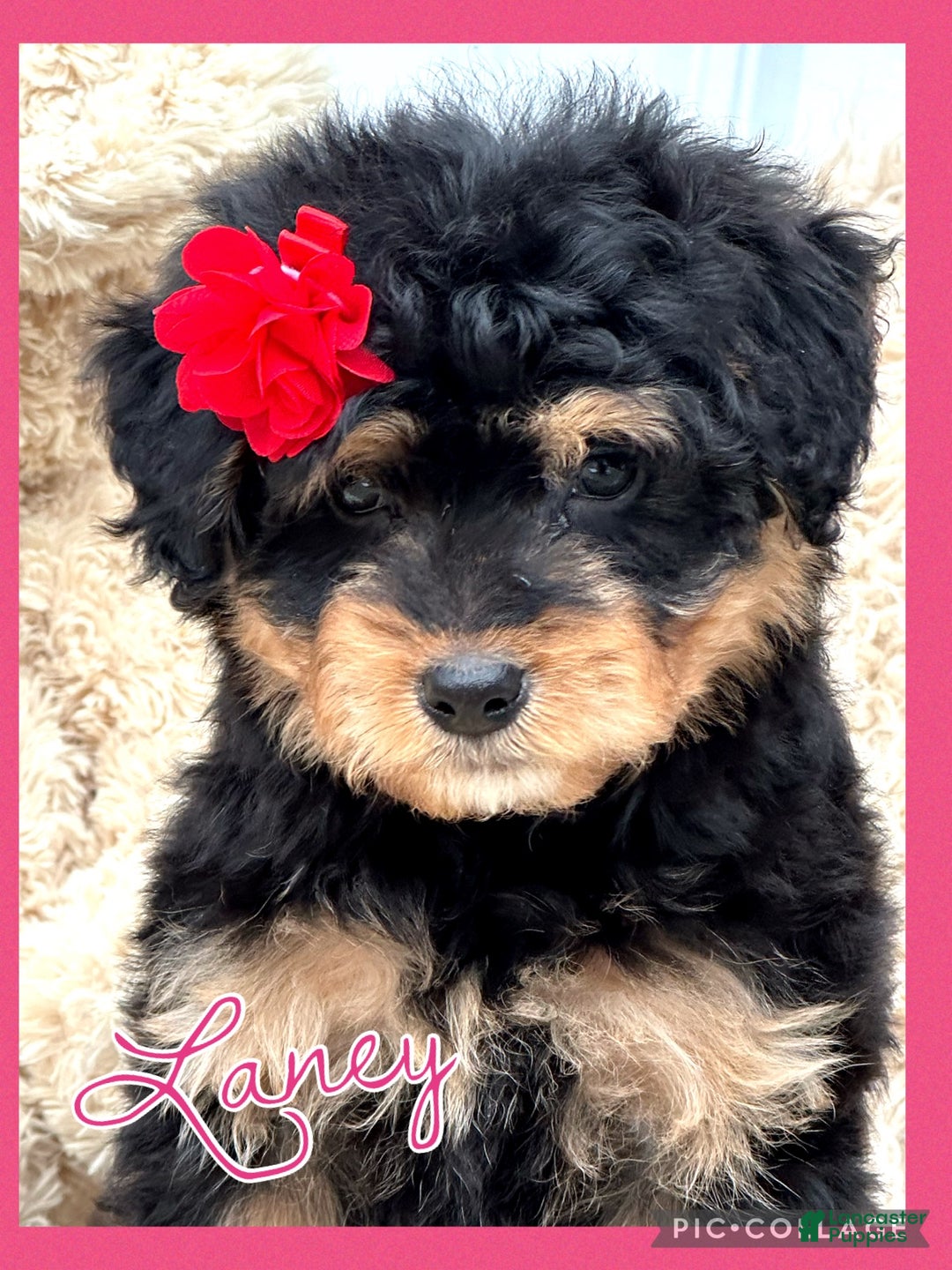 Aussiedoodle dogs for sale: Laney - Ad 3