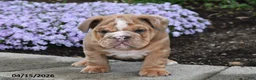 English Bulldog dogs for sale: Diesel - Ad 4