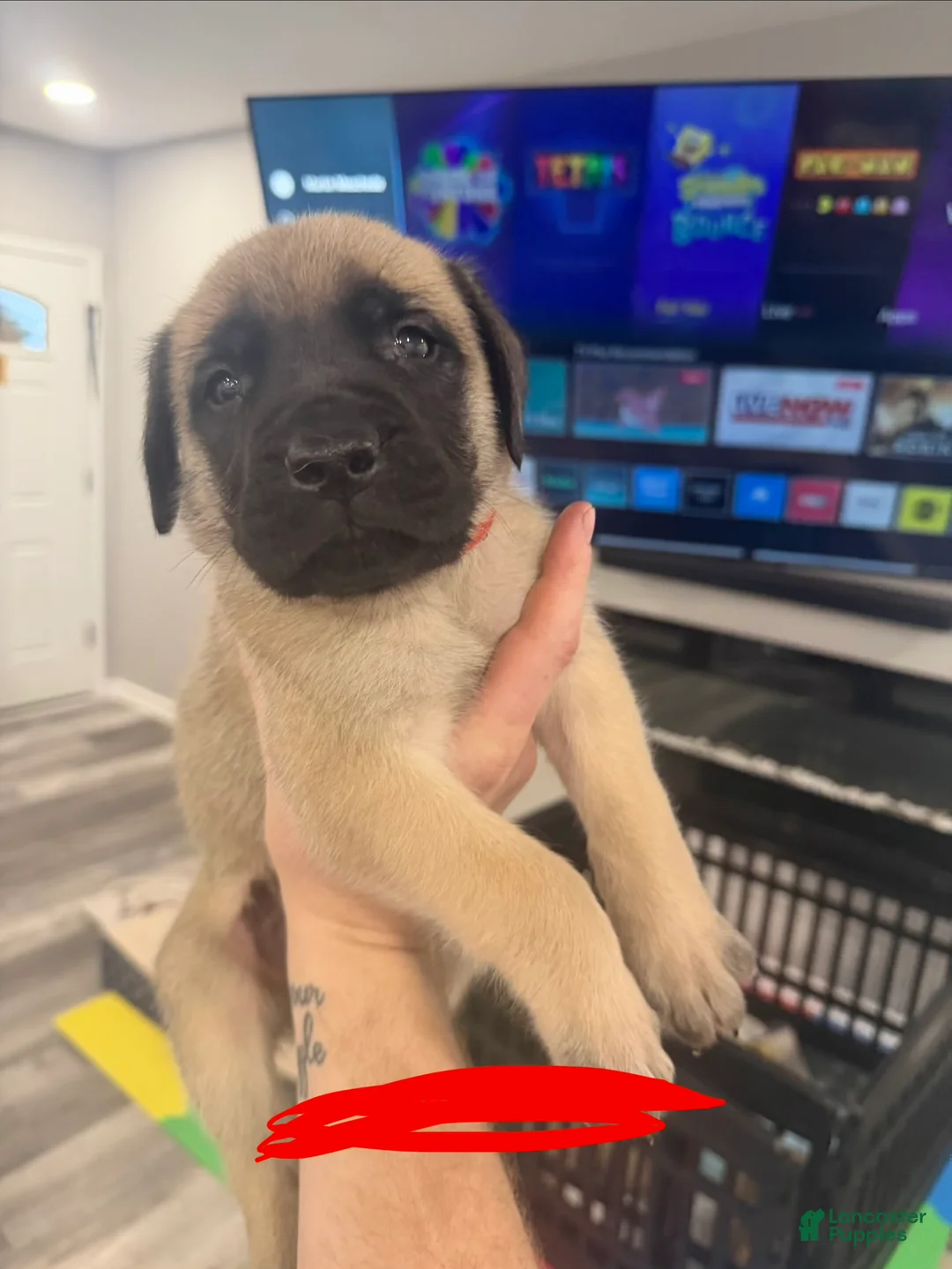 English Mastiff dogs for sale: English Mastiff Puppy 5 - Ad 5