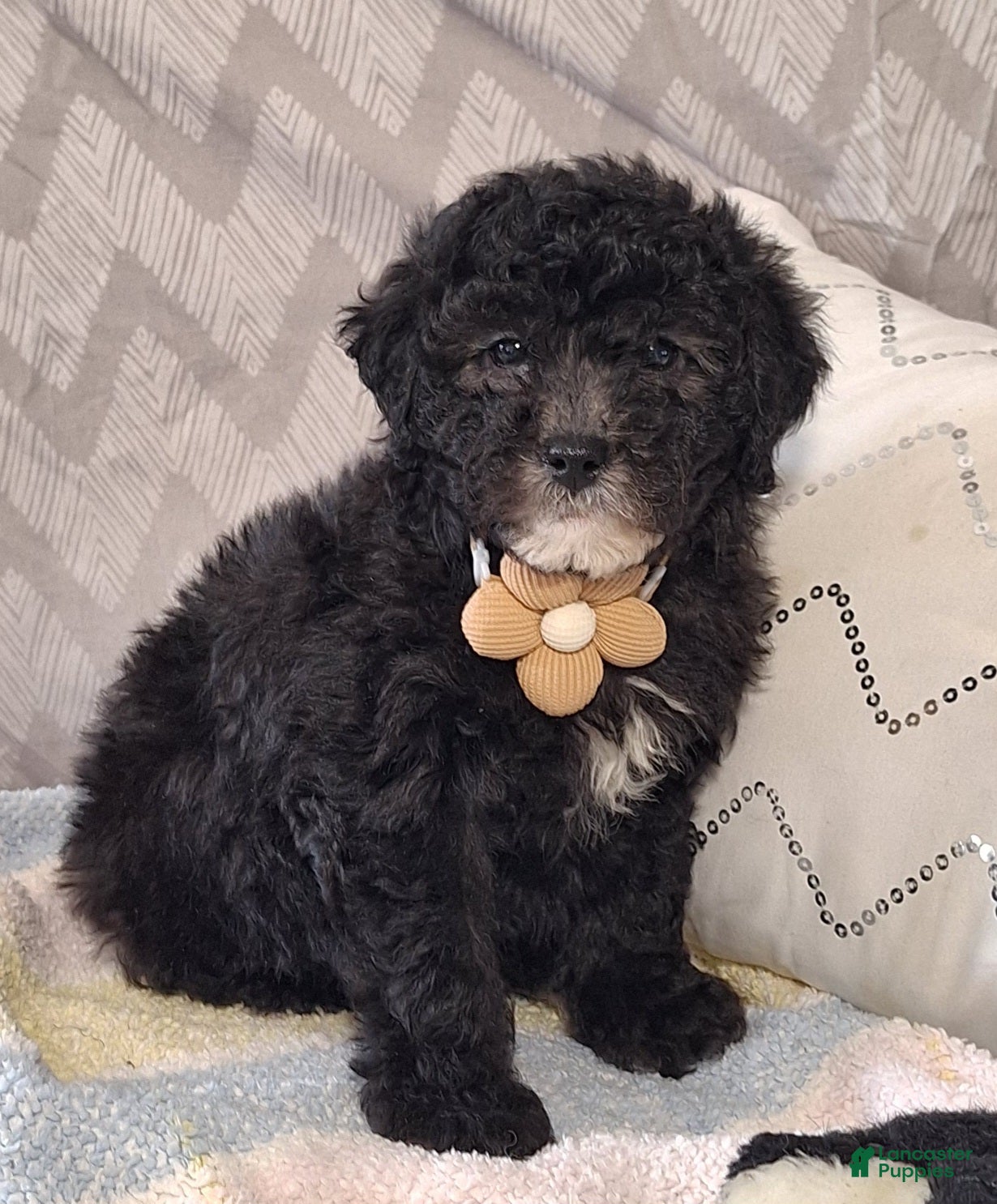 Mini Goldendoodle dogs Drew - Ad 1