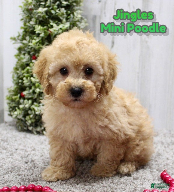 Miniature Poodle dogs Jingles - Ad 31