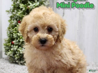 Miniature Poodle dogs Jingles - Ad 33