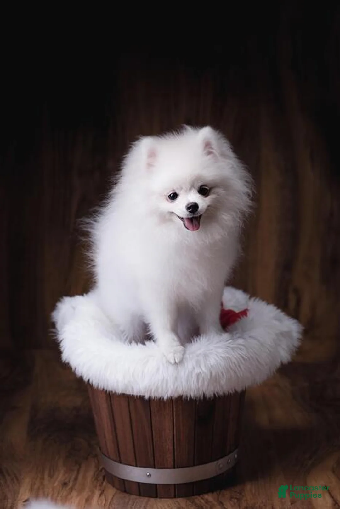 Pomeranian dogs for sale: Memin - Ad 1