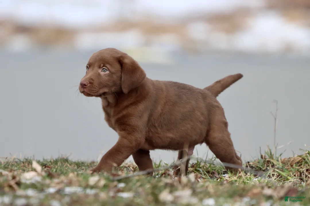 Labrador Retriever dogs for sale: Dr Pepper - Ad 1