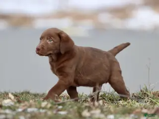 Labrador Retriever dogs Dr Pepper - Ad 5