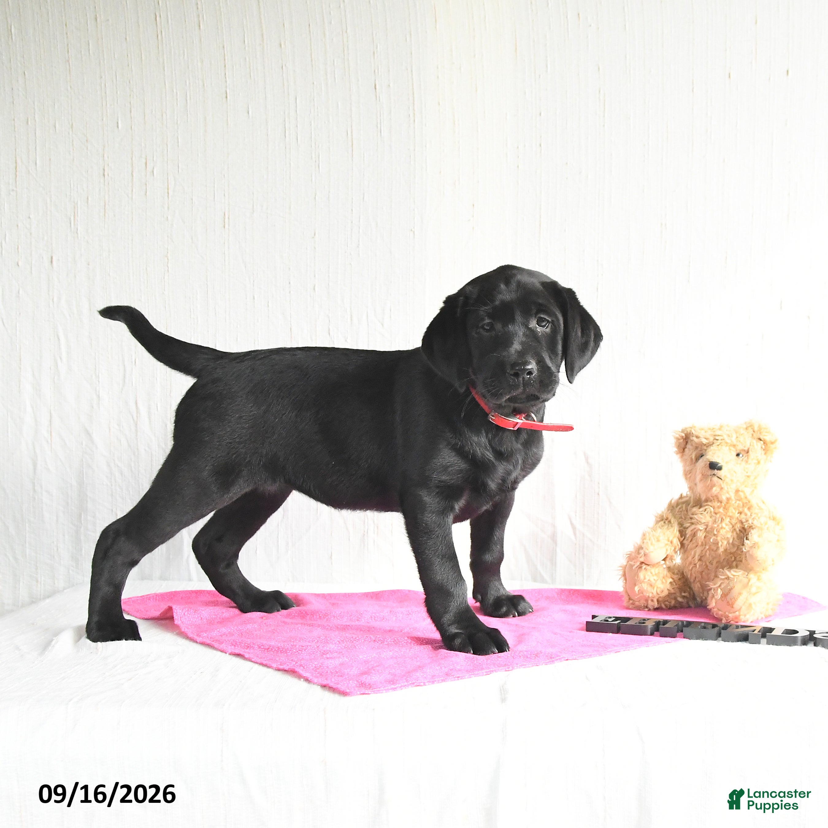 Labrador Retriever dogs Koni - Ad 2