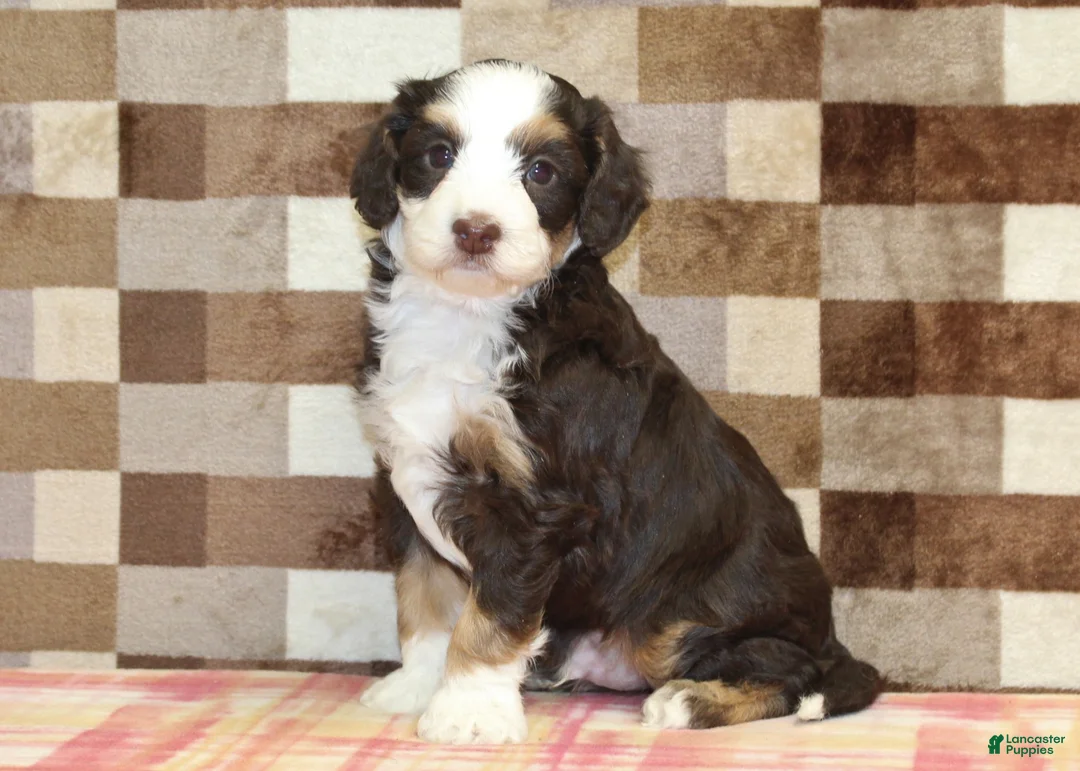 Mini Bernedoodle dogs for sale: Charlie - Ad 1
