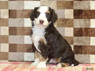 Mini Bernedoodle dogs Charlie - Ad 42