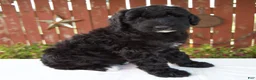 Giant Schnoodle dogs for sale: Matthias - Ad 6