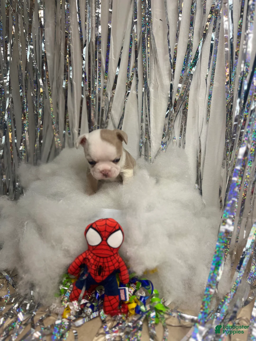French Bulldog dogs for sale: French Bulldog 1 - Ad 1