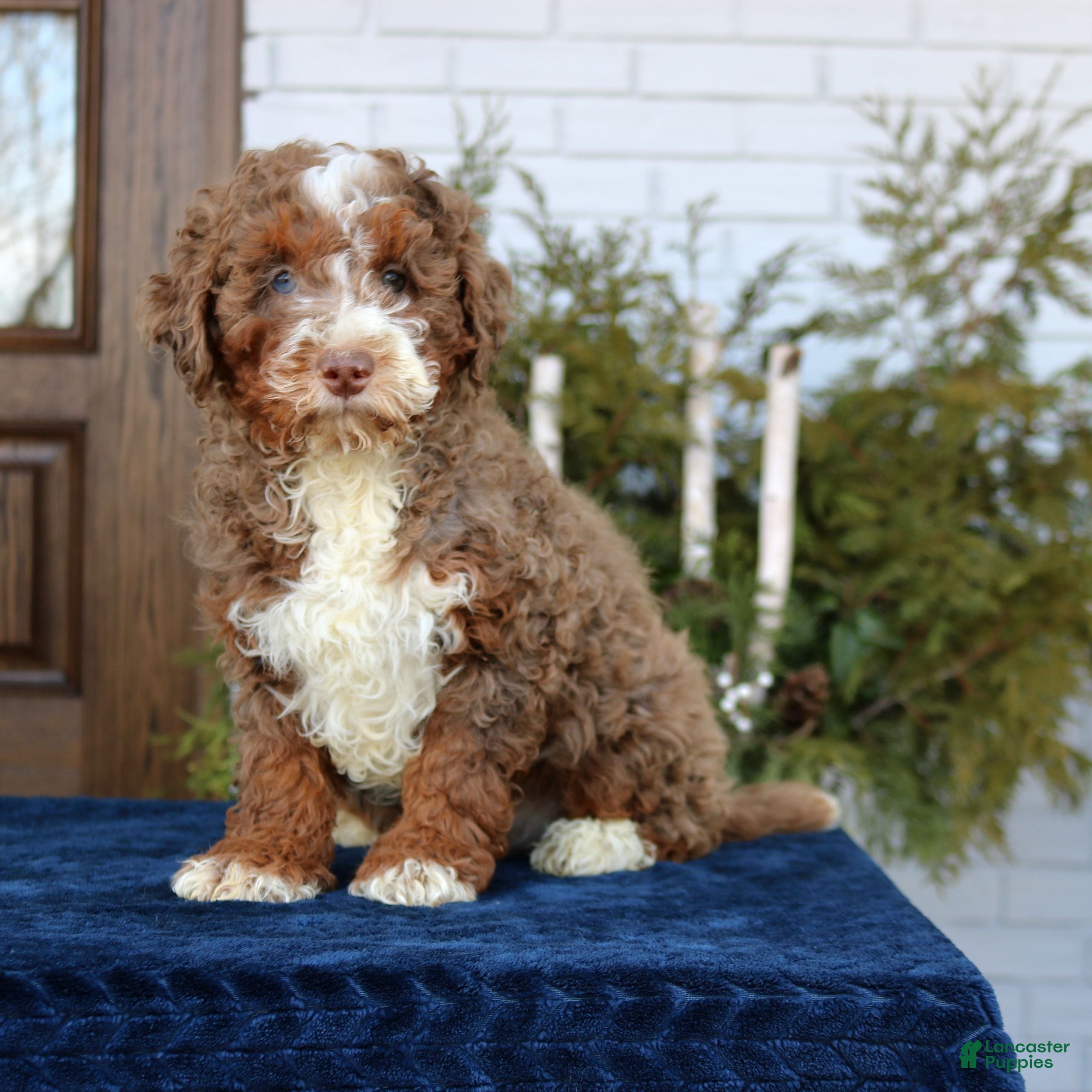 Mini Bernedoodle dogs Max  - Ad 40