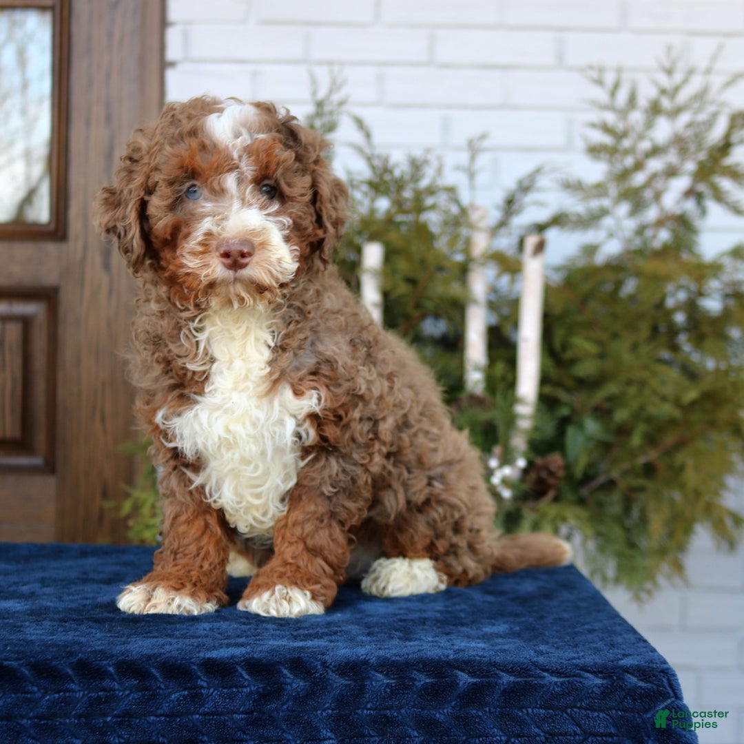 Mini Bernedoodle dogs for sale: Max  - Ad 1