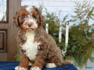 Mini Bernedoodle dogs Max - Ad 17