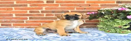Puggle dogs for sale: Robbie - Ad 3