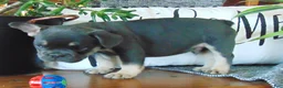 French Bulldog dogs for sale: Ben - Ad 9