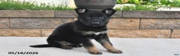 German Shepherd dogs for sale: Roxannie - Ad 3