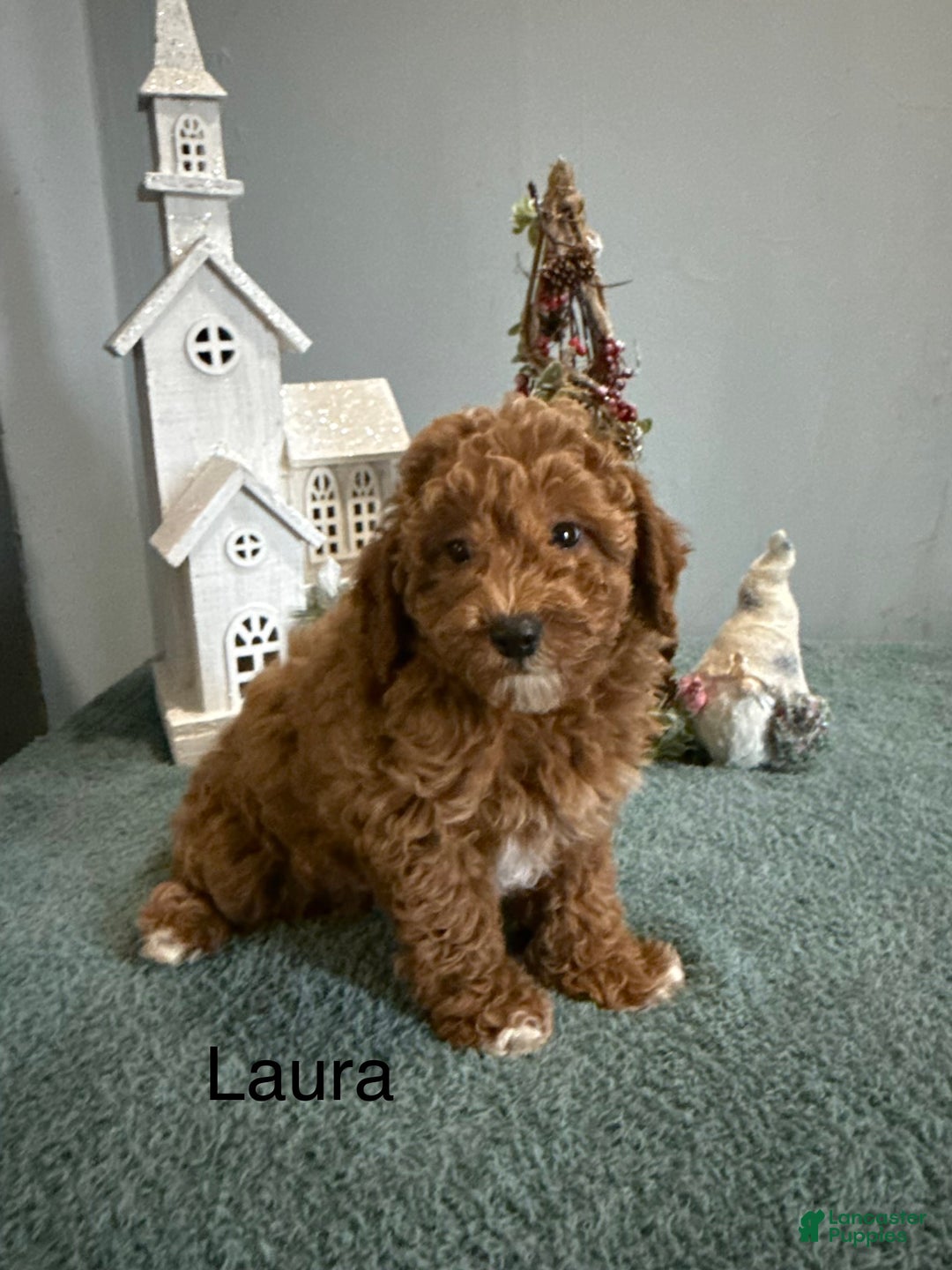 Mini Goldendoodle dogs for sale: Laura - Ad 4