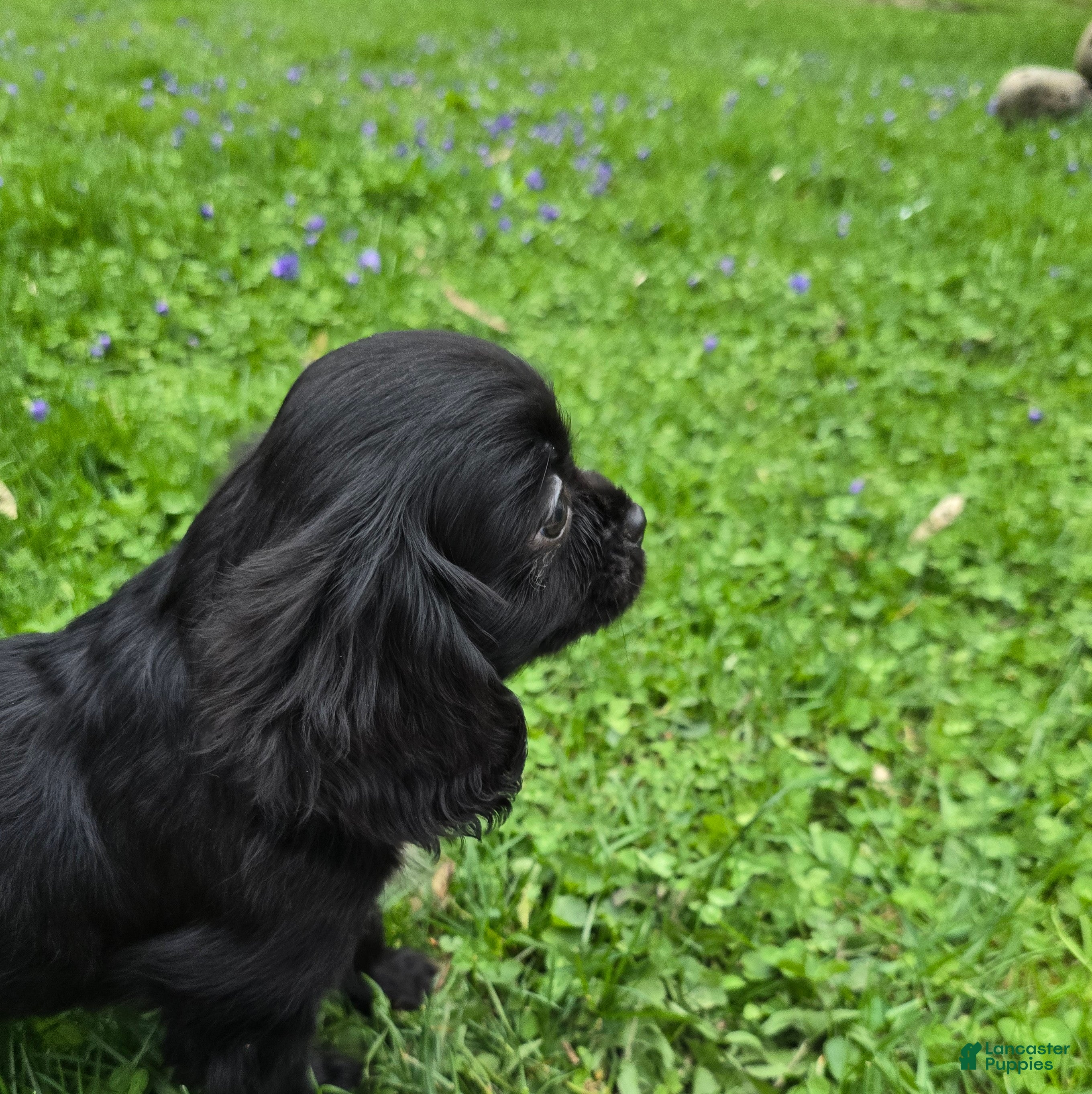 Cavalier King Charles Spaniel dogs Onyx - Ad 17