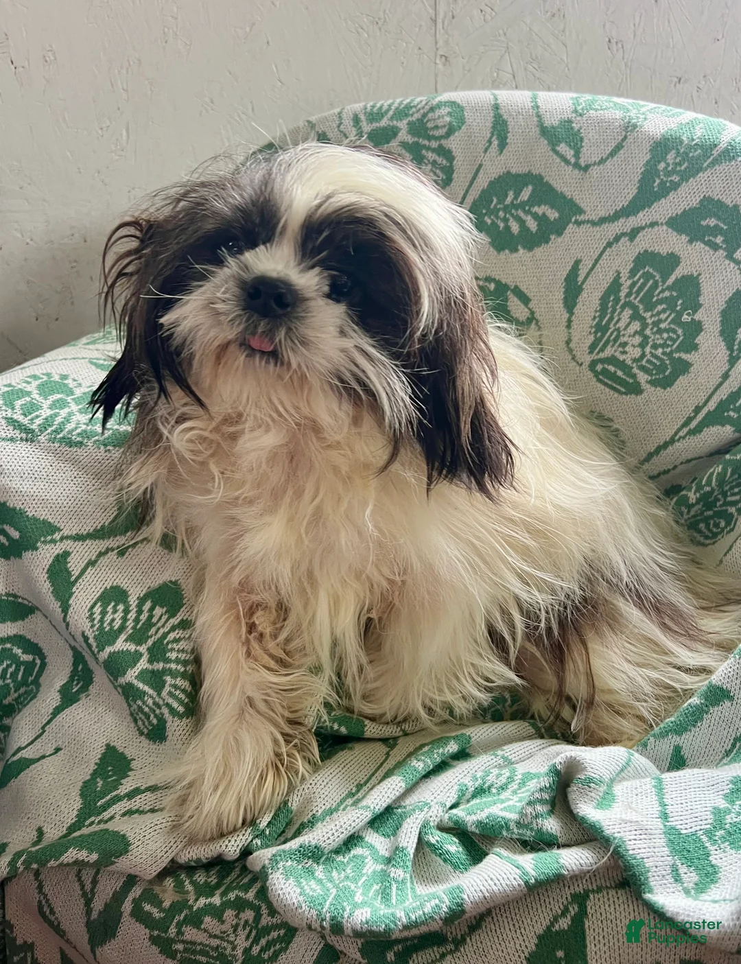 Shih Tzu dogs for sale: Nathan - Ad 7