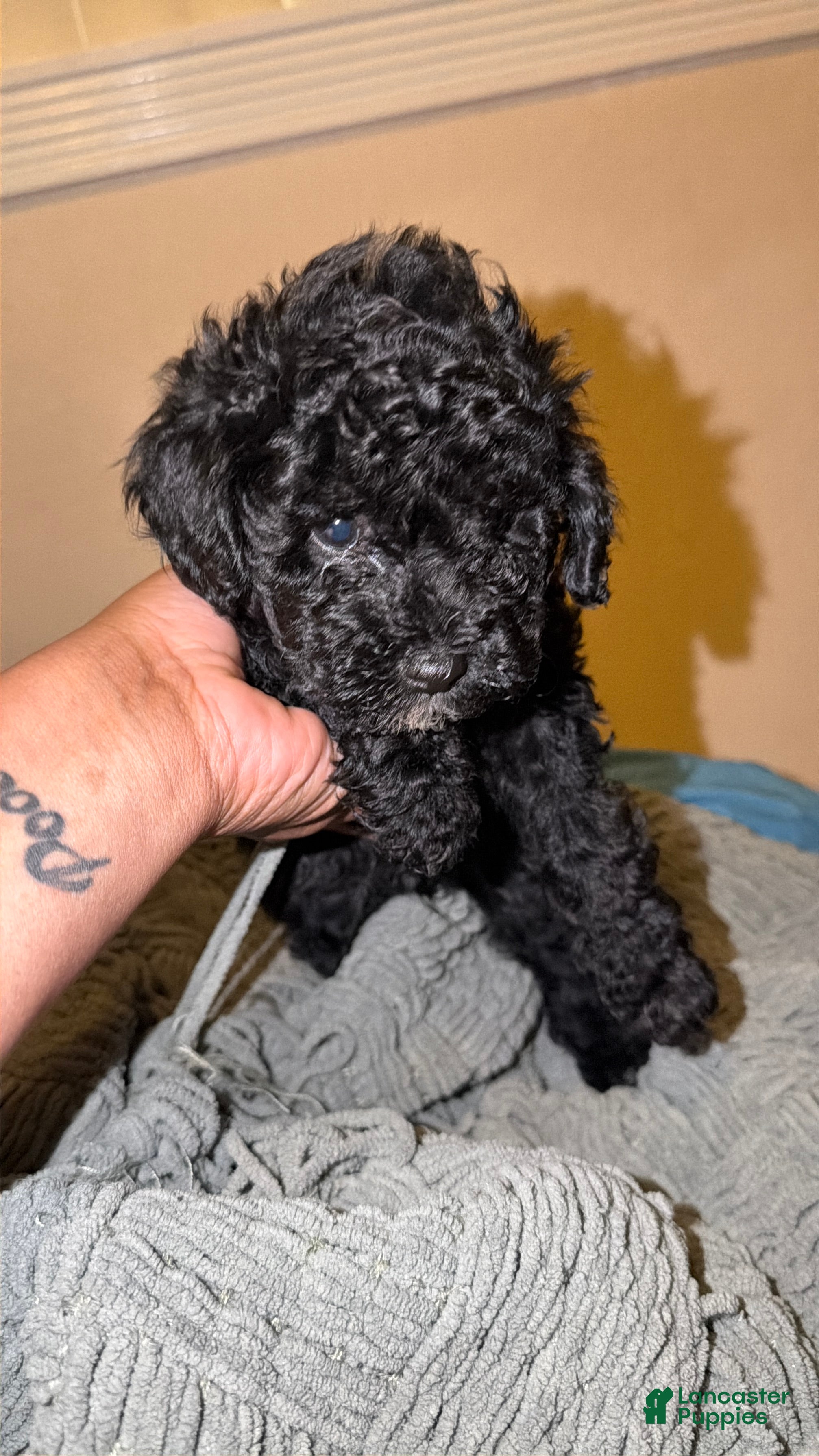 Shihpoo dogs for sale: Shihpoo Puppy 1 - Ad 4