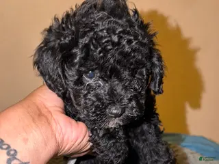 Shihpoo dogs for sale: Shihpoo Puppy 1 - Ad 4