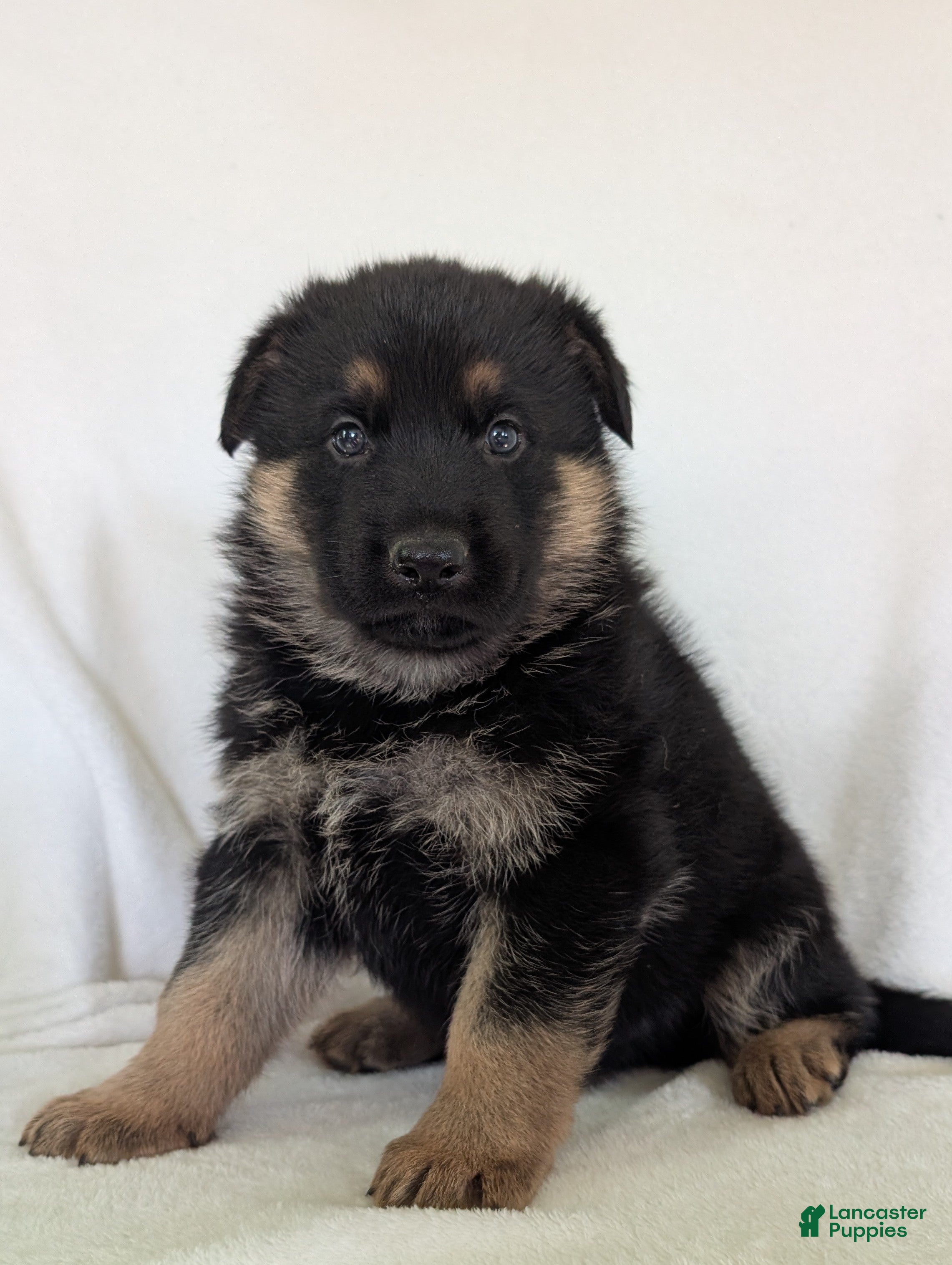 German Shepherd dogs Mason  - Ad 1