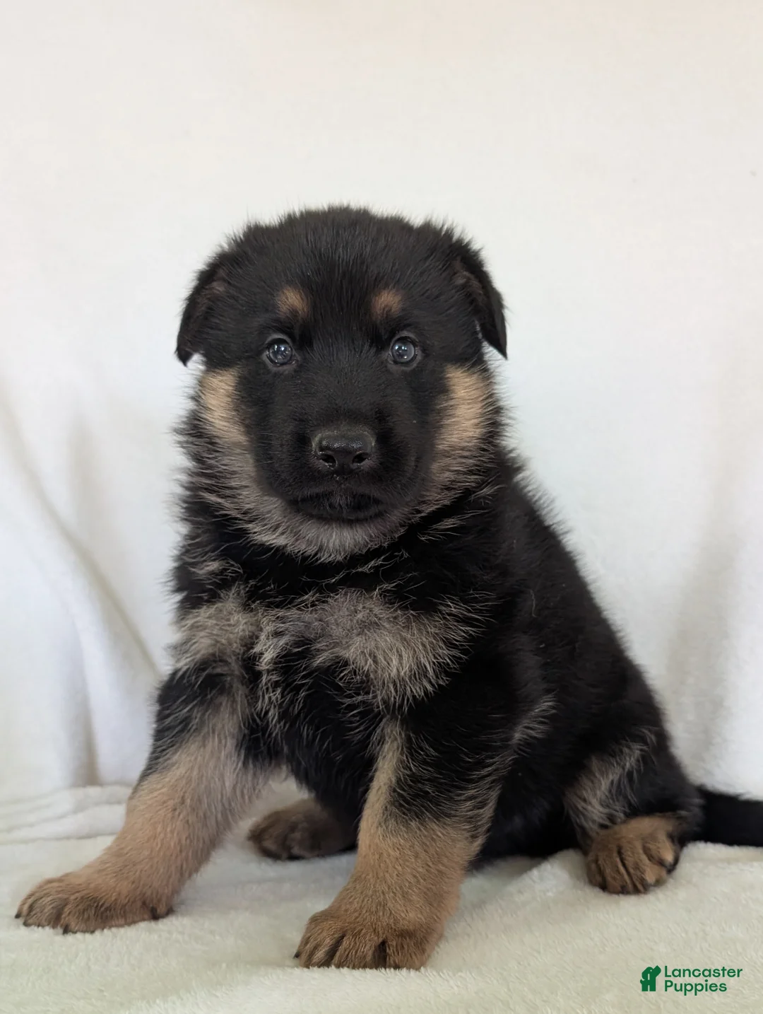 German Shepherd dogs for sale: Mason  - Ad 1