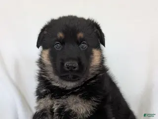 German Shepherd dogs for sale: Mason - Ad 1