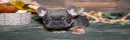 French Bulldog dogs for sale: Brutus - Ad 3