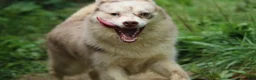 Pomsky dogs for sale: Lynn - Ad 5